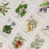 Botanical Bingo